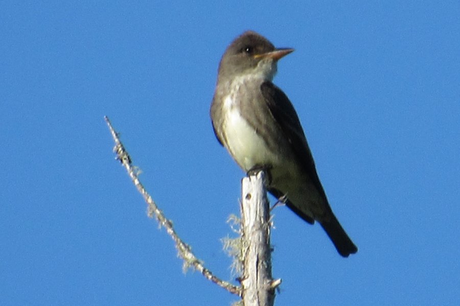 W of Albany Cross, NS - Jun. 17, 2020